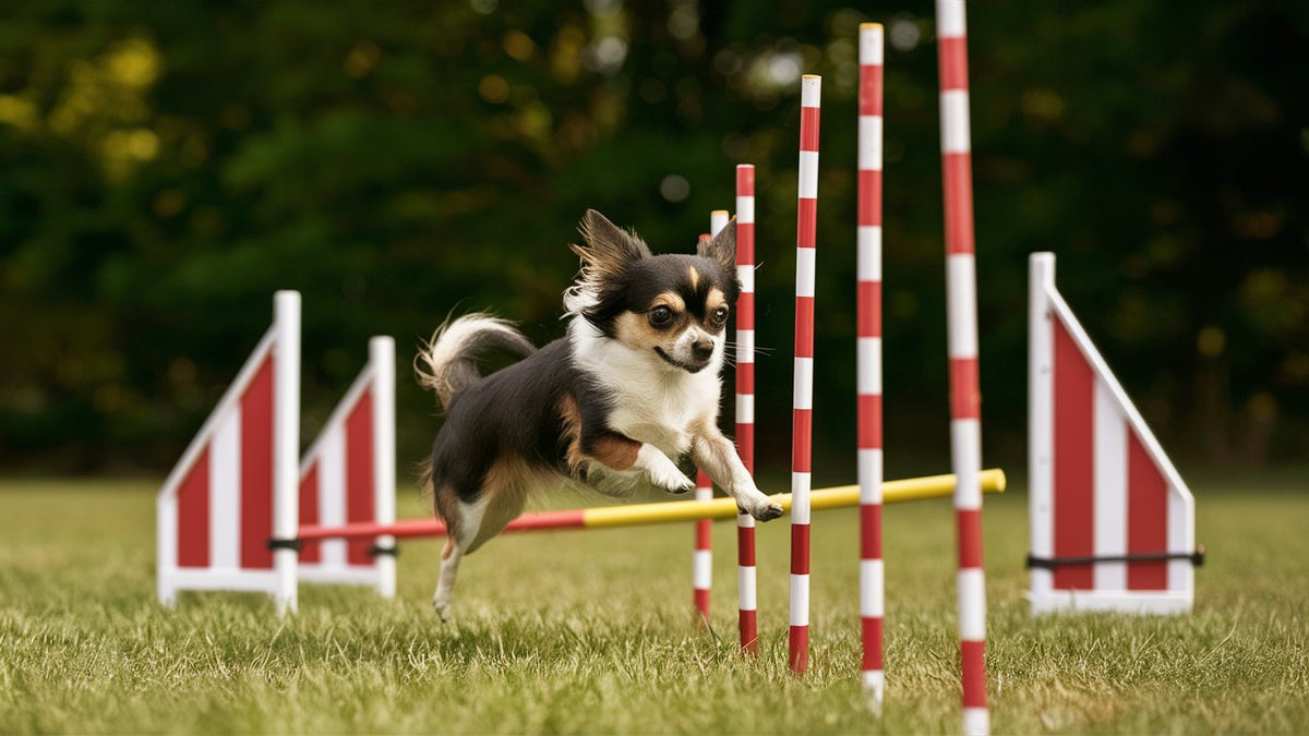 Create an image of a Chihuahua performing agility training in a backyard course. Show the dog weaving through poles, jumping over hurdles, and responding to commands like