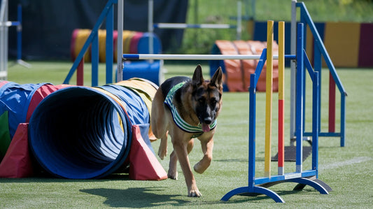 Create an image of a German Shepherd swiftly navigating through a series of agility obstacles like tunnels, jumps, and weave poles in a spacious outdoor agility course.
