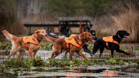 Create an image showing a variety of retriever breeds in action during a waterfowl hunt. Include Golden Retrievers, Labrador Retrievers, Chesapeake Bay Retrievers, and more in a natural wetland setting