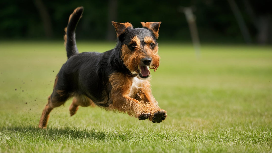 Create an image showcasing a lively Border Terrier excelling in a variety of sports such as agility, obedience, and tracking. Display the terrier's focus, intelligence, and athleticism in action